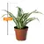 დრაცენა Dracaena White Jewel 20 სმ