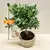 Падуб Ilex crenata 20 см