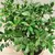 Падуб Ilex crenata 20 см