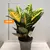 Кодиум Codiaeum 'Petra' 40 см