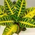 Кодиум Codiaeum 'Petra' 40 см