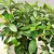 Рододендрон Rhododendron Japonica 25 см