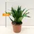 დრაცენა Dracaena Compacta 15 სმ