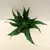 დრაცენა Dracaena Compacta 15 სმ