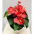 Антуриум Anthurium Jambo Red 50 см