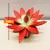 ეხევერია Echeveria gibbiflora mix