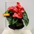 Антуриум Anthurium Jambo Red 50 см