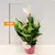 ანტურიუმი Anthurium Lilli 30 სმ