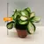 Хойя Hoya australis Lisa 3pp