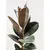 ფიკუსი Ficus El 'Abidjan' 80 სმ