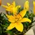 ლილია Lilium Aziatische Lady Lily Tiny mix 35 სმ