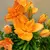 ლილია Lilium Aziatische Lady Lily Tiny mix 35 სმ