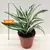 დრაცენა Dracaena White Jewel 20 სმ