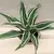 დრაცენა Dracaena White Jewel 20 სმ