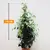 ფიკუსი Ficus Benjamina Danielle 110 სმ