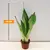 სანსევიერია Sansevieria Moonshine 35 სმ