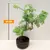 Метасеквоия Metasequoia glyptostroboides 30 см
