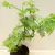 Метасеквоия Metasequoia glyptostroboides 30 см