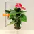 Антуриум Anthurium Arisa red 25 см