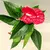 Антуриум Anthurium Arisa red 25 см