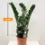 Замиокулькас Zamioculcas 70 см