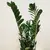 Замиокулькас Zamioculcas 70 см