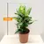 Диффенбахия Dieffenbachia Compacta 40 см