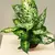 Диффенбахия Dieffenbachia Compacta 40 см