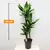 Драцена Dracaena Cintho 100 см