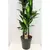 Драцена Dracaena Cintho 100 см
