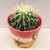 კაქტუსი Cactus mix i 'Decorpot' Mammilaria