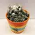 კაქტუსი Cactus mix i 'Decorpot' Mammilaria