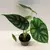 Алоказия Alocasia Dragon Scale 10 см