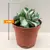 Алоэ Agave potatorum 5 см