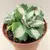 Алоэ Agave potatorum 5 см