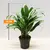 აგლაონემა Aglaonema mixed 35 სმ