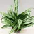 აგლაონემა Aglaonema mixed 35 სმ