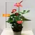 Антуриум Anthurium Jungle mix 50 см