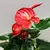 Антуриум Anthurium Jungle mix 50 см