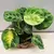 Маранта Maranta variegata (bont) leuconeura
