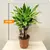 Драцена Dracaena Golden Coast carroussel 50 см