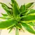 Драцена Dracaena Golden Coast carroussel 50 см