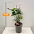 Антуриум Anthurium Jungle mix 50 см