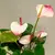 Антуриум Anthurium Jungle mix 50 см