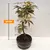 ნეკერჩხალი Acer palmatum 30 სმ