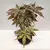 ნეკერჩხალი Acer palmatum 30 სმ