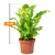 ასპლენიუმი Asplenium nidus Campio 18 სმ