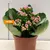 კალანხოე Kalanchoe blossfeldiana - Rosalina mix 10 სმ