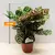 კალათეა Calathea Makoyana 30 სმ