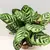 კალათეა Calathea Makoyana 30 სმ